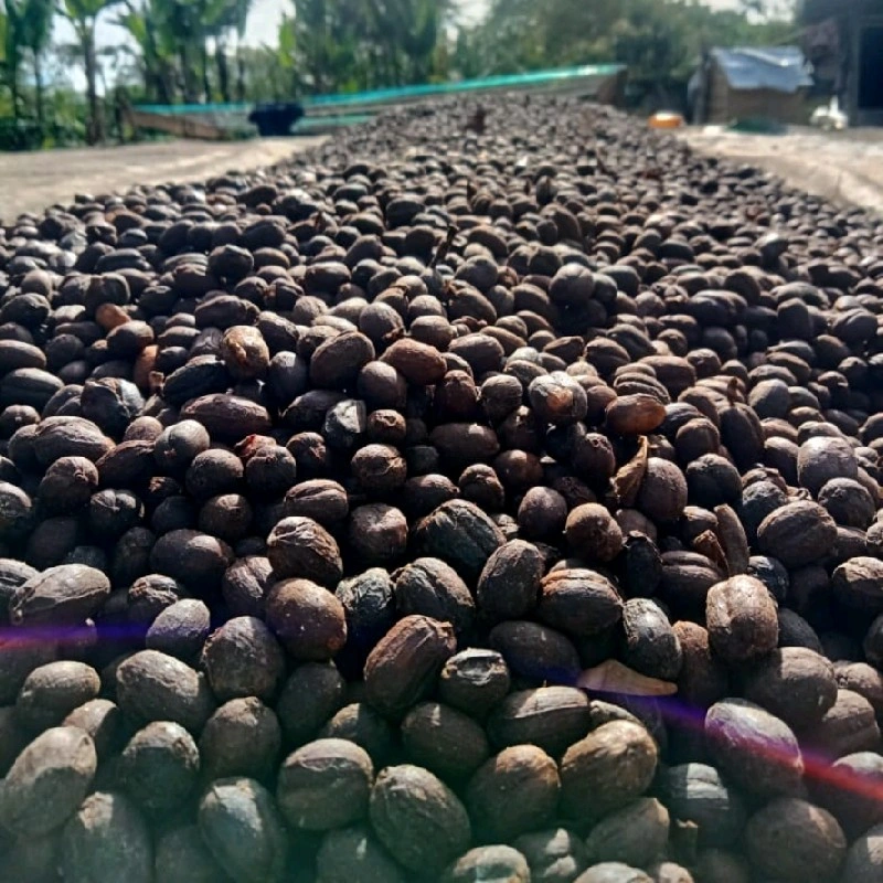 INDONESIA TERRY FARM NATURAL ANAERÓBICO