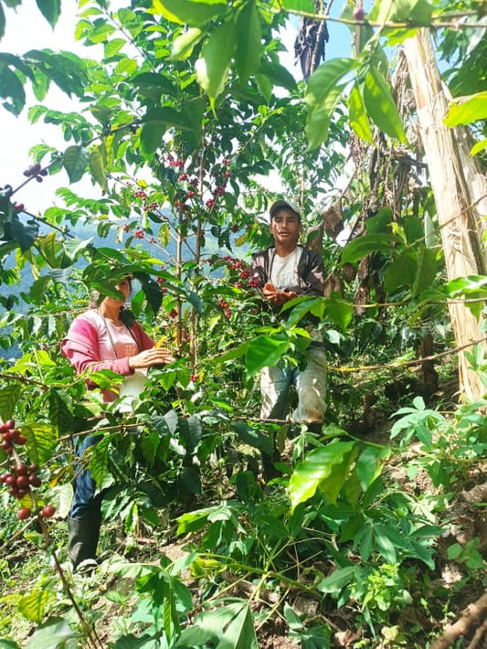 ECUADOR FINCA EUCALIPTOS