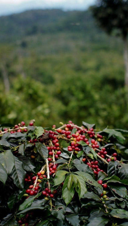 INDONESIA NATURAL ANAERÓBICO
