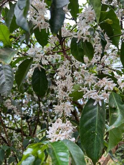 ETIOPÍA TAFERI KELA