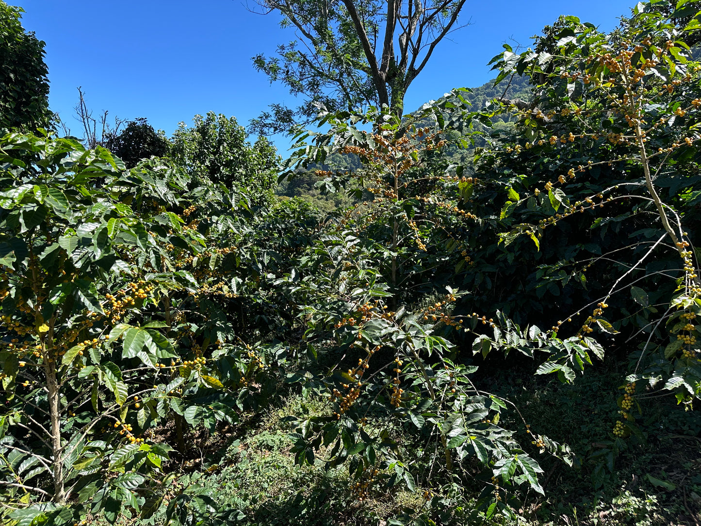 EL SALVADOR FINCA NORUEGA