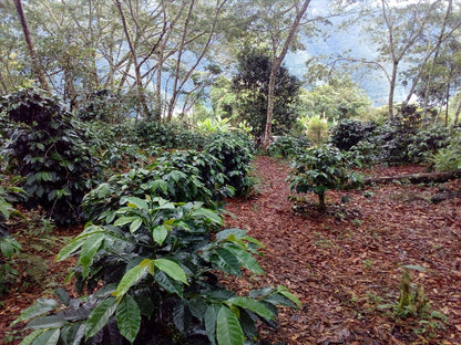 BOLIVIA ASOCAFE