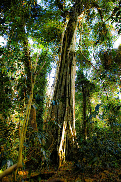 ETIOPÍA BETTE BUNA MAEGADU NATURAL