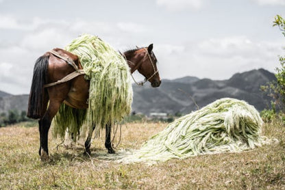 COLOMBIA GRAN GALOPE