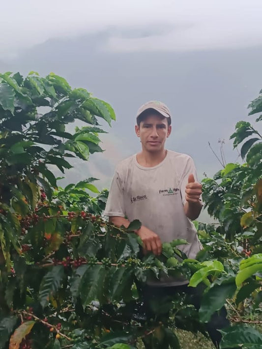 ECUADOR FINCA EUCALIPTOS