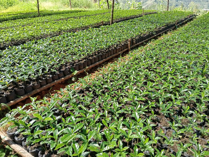 COLOMBIA FINCA EL PORVENIR PINK BOURBON