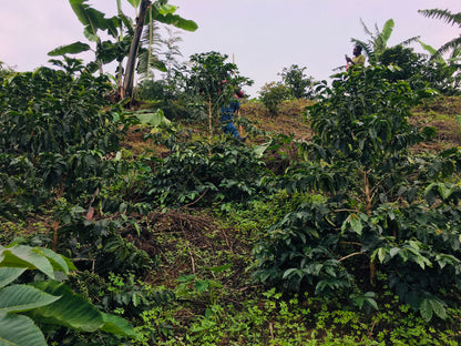 RUANDA RURONZI FARM