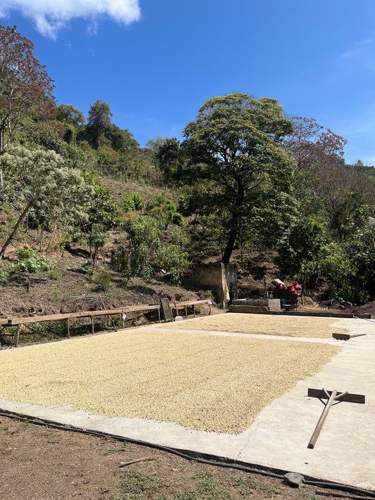 MÉXICO DESCAFEINADO VAYICHIL