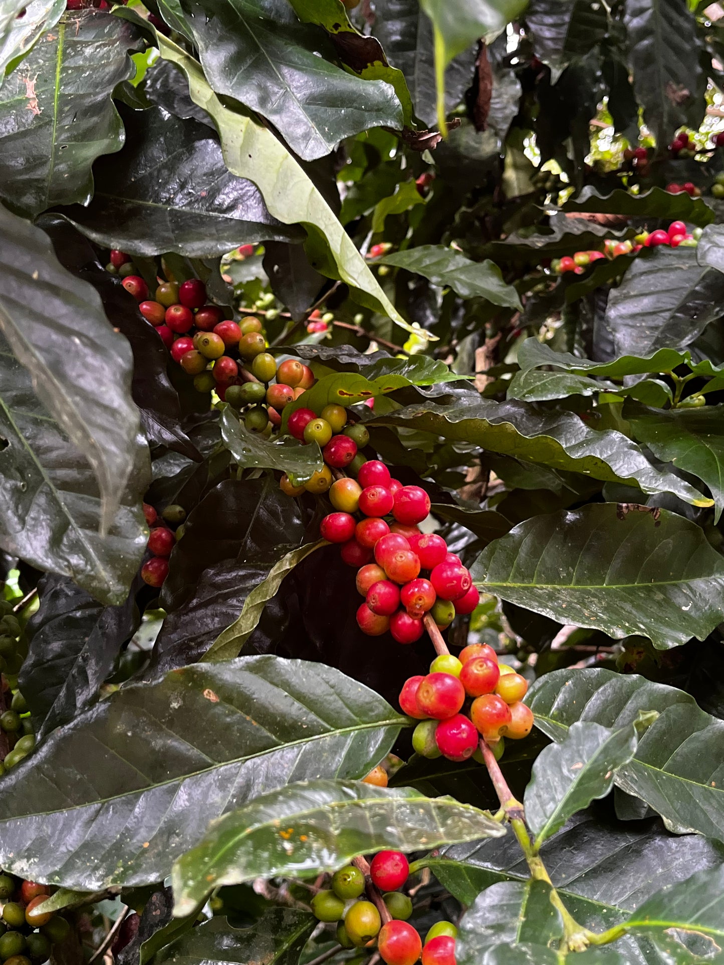 BOLIVIA ASOCAFE