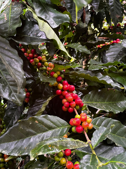 BOLIVIA ASOCAFE