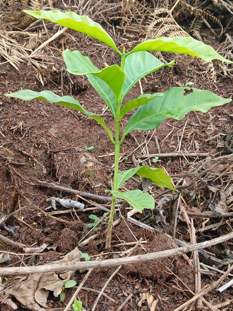 BURUNDI MUTAMBU HILL