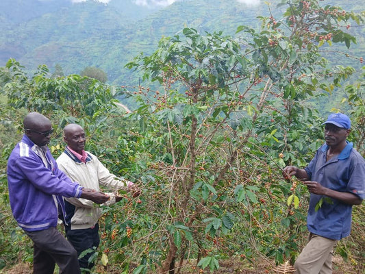 BURUNDI MUTAMBU HILL