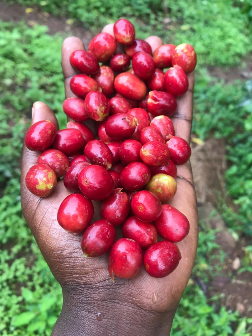 RUANDA RURONZI FARM
