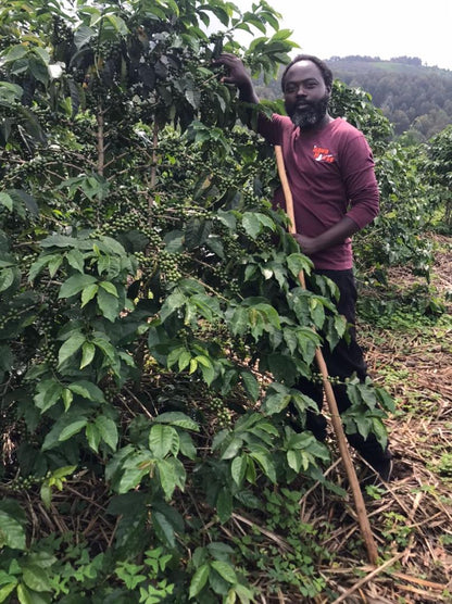 RUANDA RURONZI FARM