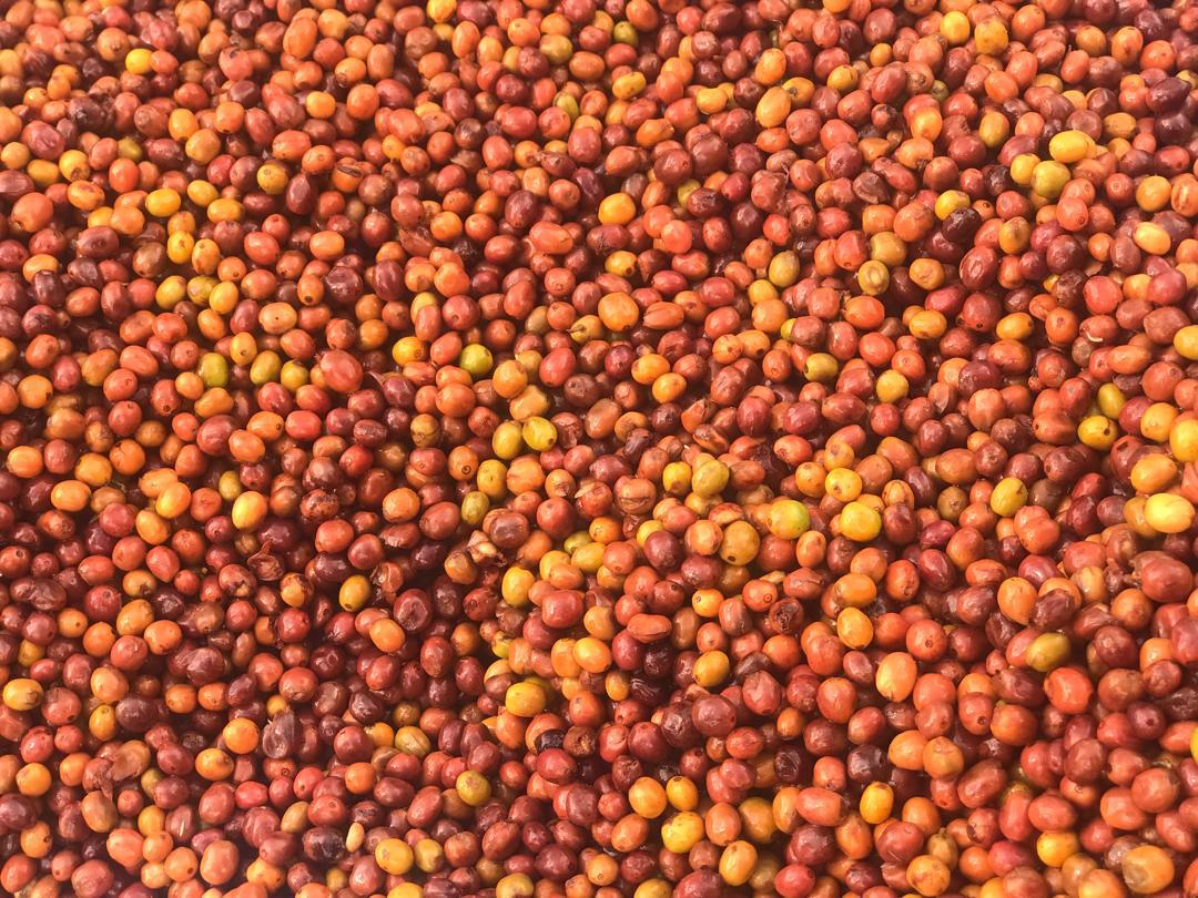 RUANDA RURONZI FARM
