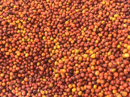 RUANDA RURONZI FARM