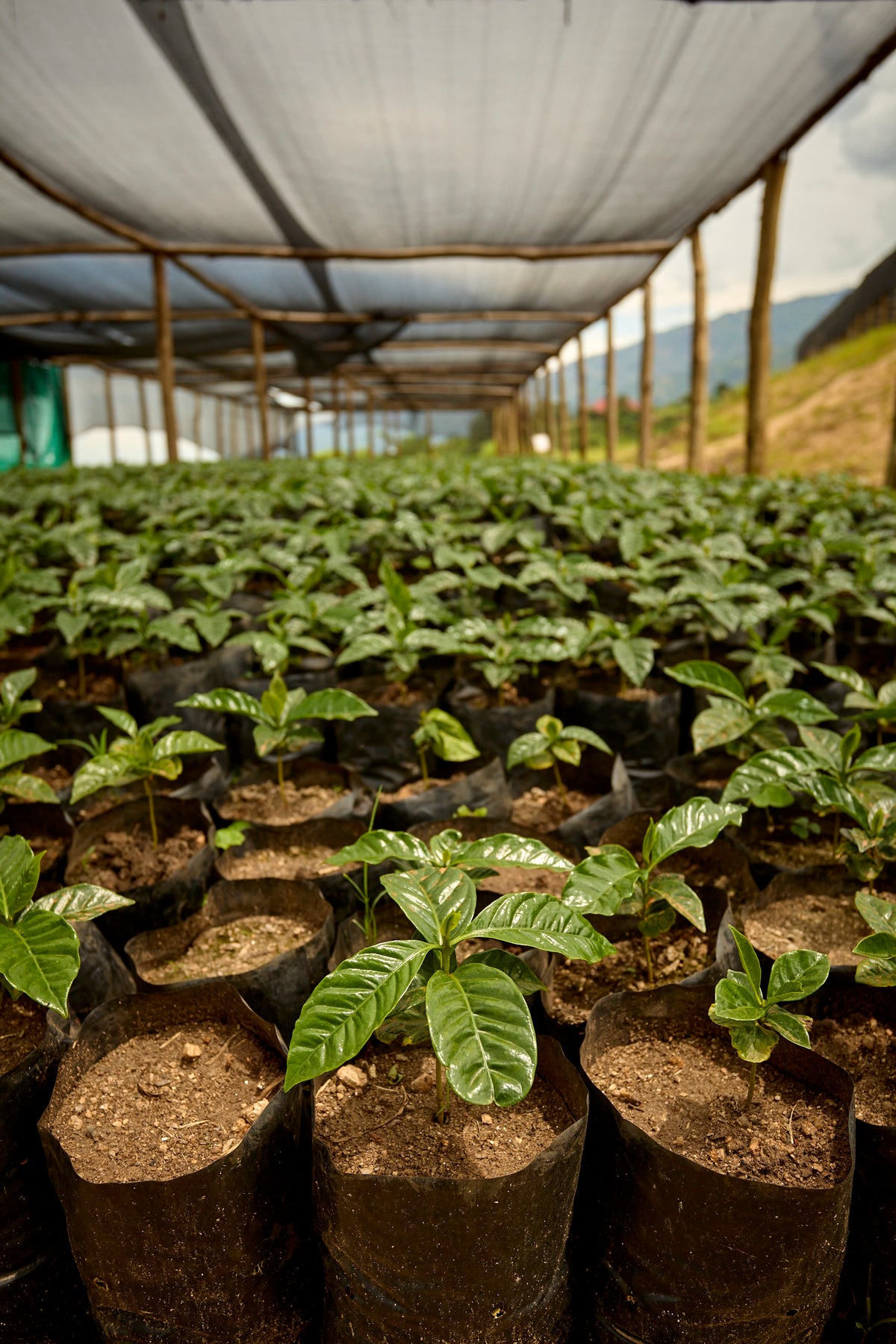UGANDA BUKONZO NATURAL