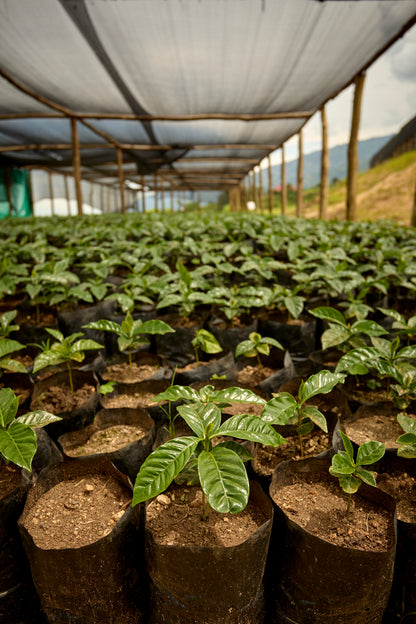 UGANDA BUKONZO NATURAL