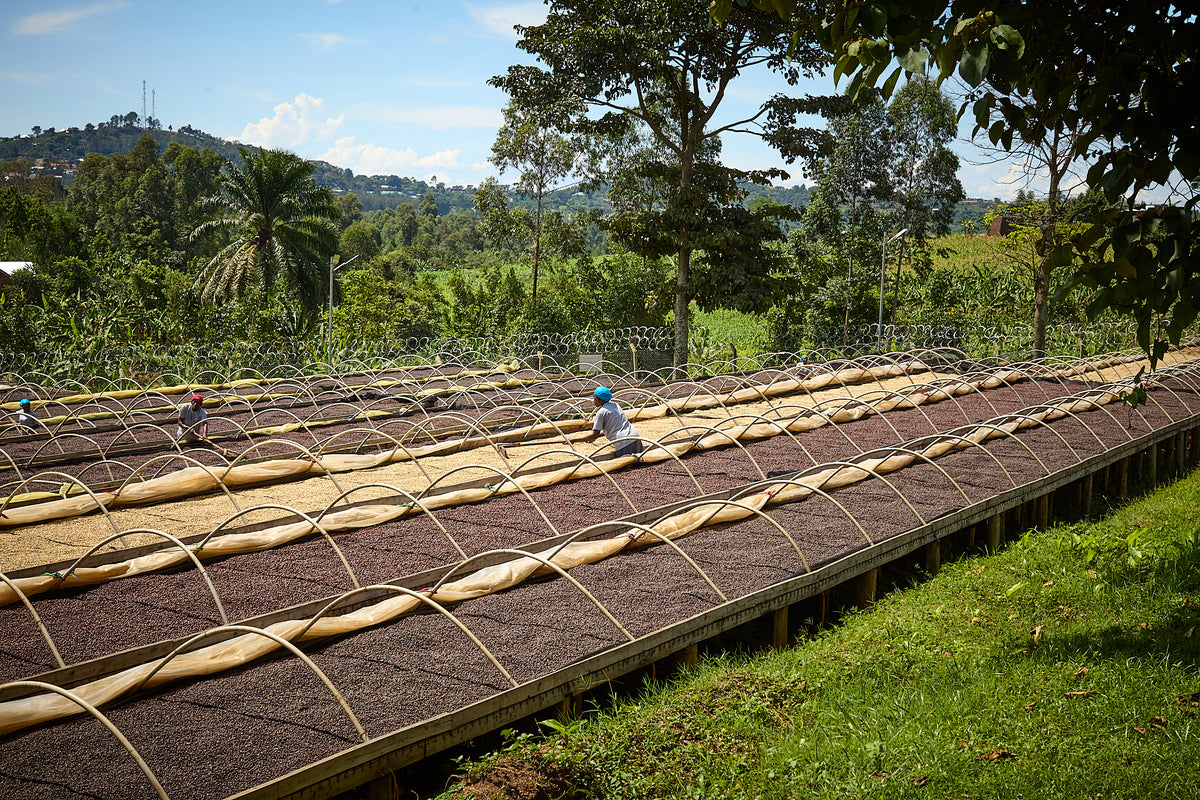 UGANDA BUKONZO NATURAL