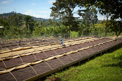 UGANDA BUKONZO NATURAL