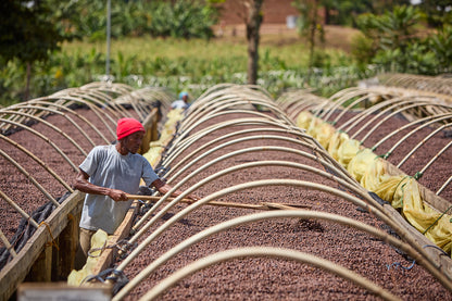 UGANDA BUKONZO NATURAL