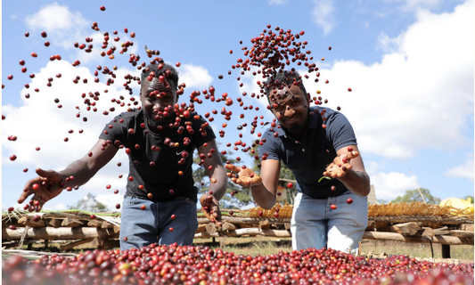 ETIOPÍA BETTE BUNA MAEGADU NATURAL