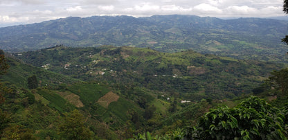 COLOMBIA FINCA EL PORVENIR PINK BOURBON