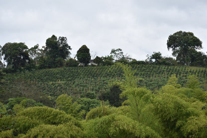 COLOMBIA FINCA EL PORVENIR PINK BOURBON
