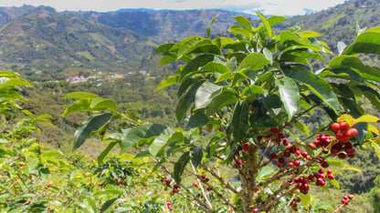 COLOMBIA FINCA EL PORVENIR PINK BOURBON