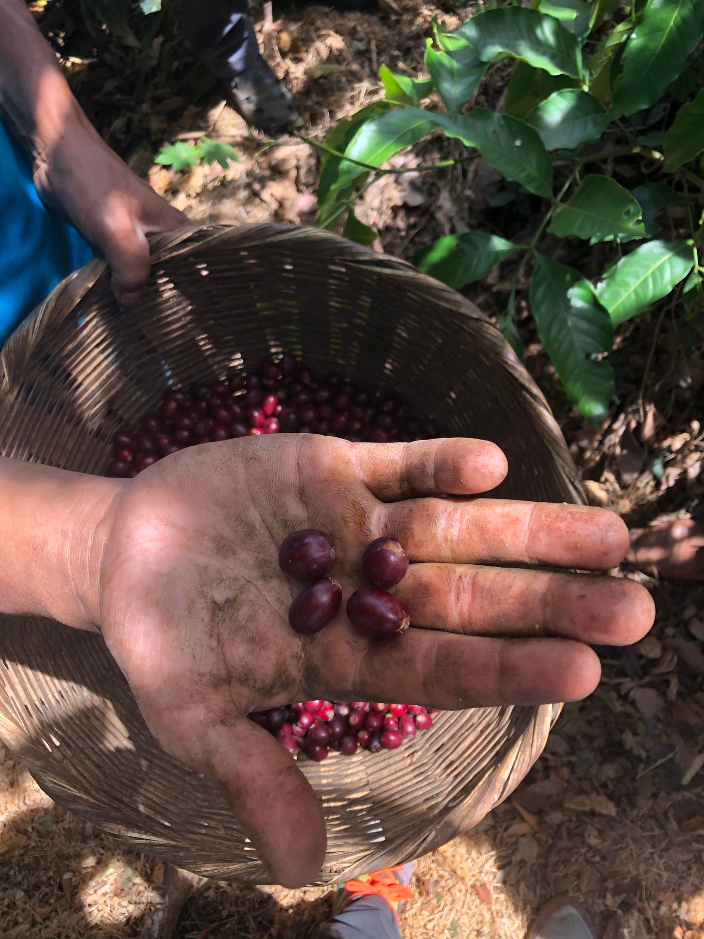 EL SALVADOR FINCA NORUEGA