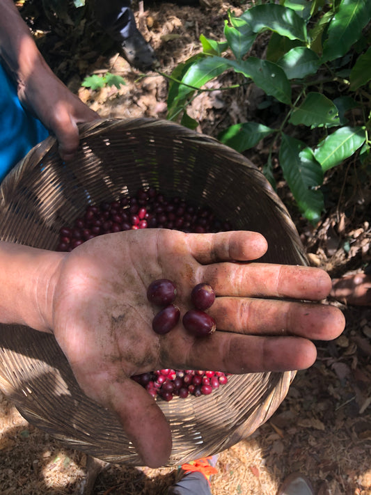 EL SALVADOR FINCA NORUEGA