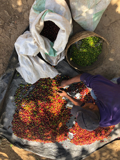 EL SALVADOR FINCA NORUEGA