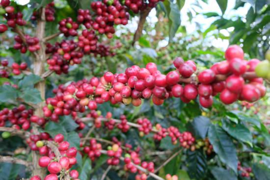 COLOMBIA GRAN GALOPE