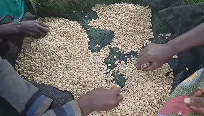 BURUNDI MUTAMBU HILL